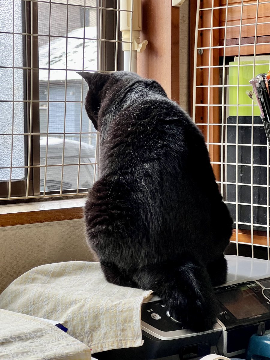 xxnobi007's tweet photo. しましまがいるニャ〜 https://t.co/LmkuBYvVT7