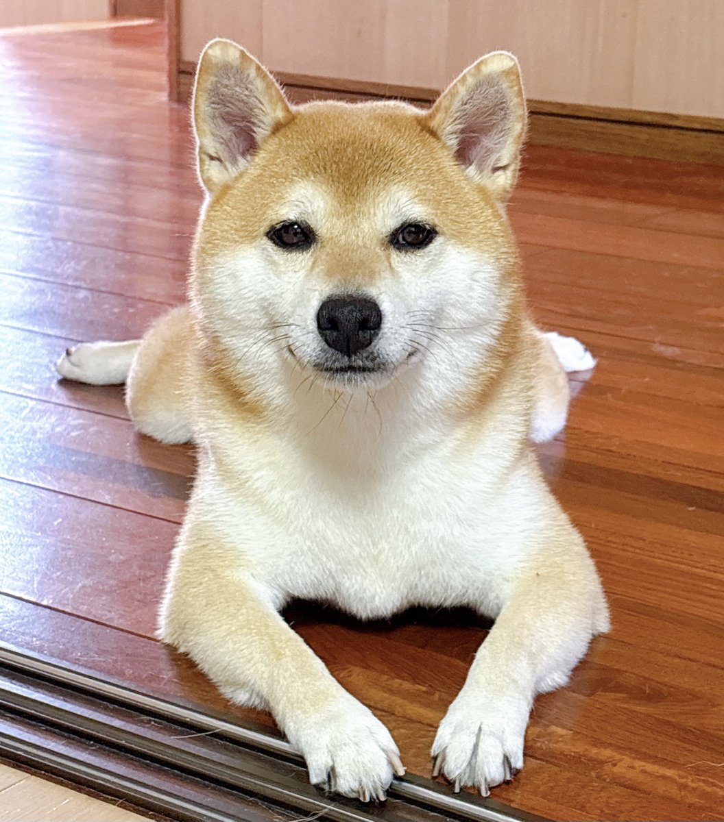 sbtum1's tweet photo. おはよ🐶 いい天気だよ〜 https://t.co/Lij9h7eqdB