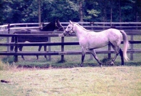 cocoarini's tweet photo. The Sunday Silence spirit is alive in Forever Young!!! 😂😂😂 https://t.co/mnzKUHWfXF