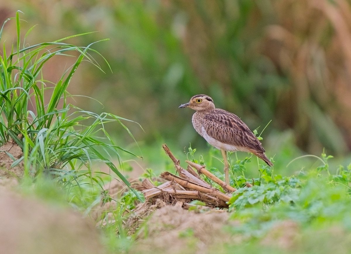 buggyfresh78's tweet photo. "Not Your Average Bird in the Bush" - A rare Double-Striped Thick-Knee made a brief appearance in a ploughed field. Tacarigua, #Trinidad.
#stonecurlew #thickknee #birds #animals #wildlife #birdsseenin2026 https://t.co/9KAk4jNxxI