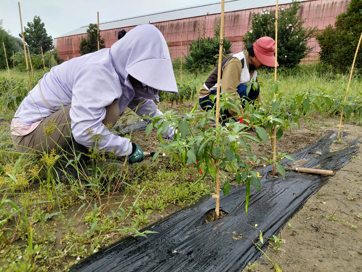 GiaWatalis's tweet photo. 小雨が降ったり止んだりする中でコミュニティファームの除草作業。唐辛子の花を訪れるミツバチを発見し、イノシシ被害を乗り越え残ったミニカボチャや枝豆も確認。作業後は、はちみつたっぷりの冷たいフレーバーティーでリフレッシュしました。

#WATALIS  #内閣府 #孤独孤立対策 #サードプレイス https://t.co/Peisd2jYUX