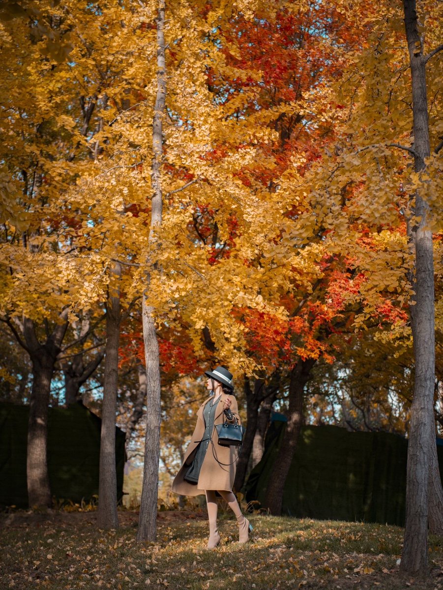 beesh182147's tweet photo. Fresh autumn breeze and golden leaves—perfect afternoon for a walk with coffee in hand. https://t.co/3TQfFkhJdr