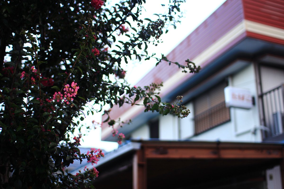 northfarm77's tweet photo. 重い空が続く…
梅雨かよ

EOS60D SIGMA30mm

#photography
#TLを花でいっぱいにしよう
#サルスベリ https://t.co/Yt1UfpTtNf
