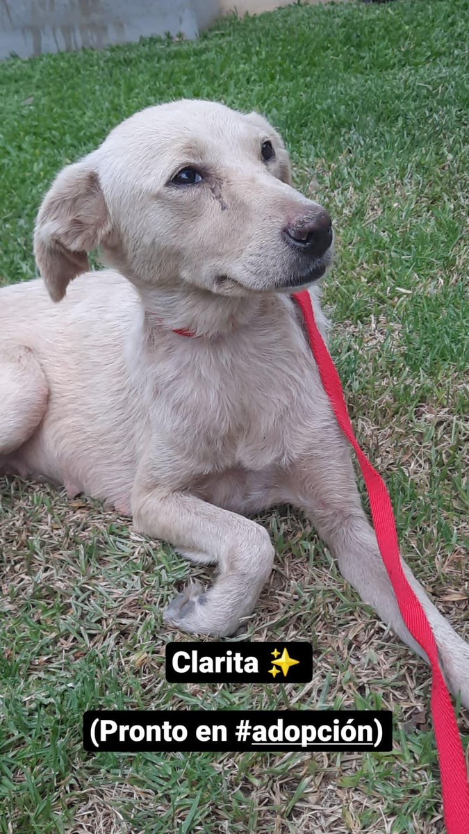 Ine_Ge's tweet photo. Buscando la foto que le saqué a Clarita la primera vez que la vi en el basural, encontré  esto,  en adopción jsjsa 
spoiler alert: foto 2💛 https://t.co/IJVWDweSbi