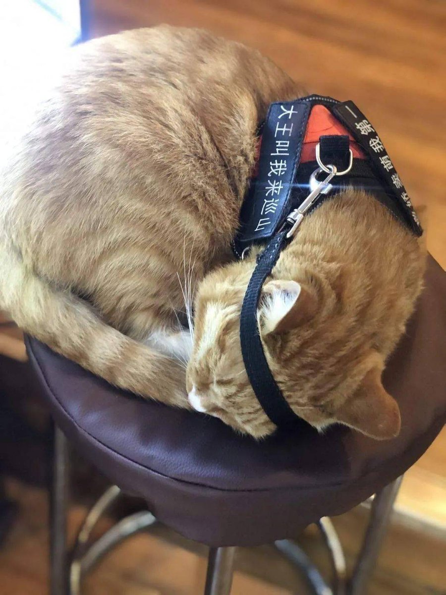 ann0485's tweet photo. My cat curled up on my laptop while I worked today — best office mate I could ask for , no deadlines, just purrs and cuddles! https://t.co/53wK4I1vTu