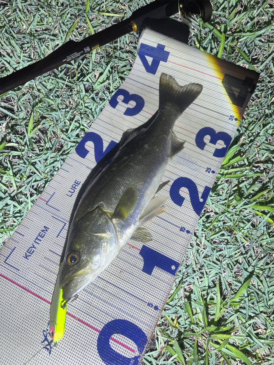 daiP_A_LUNKER's tweet photo. ワスプで2キャッチ✨✨

#SEABASS
#シーバス
#Pickup
#WASPSLALOM80S
#オヌマン
#キラーチューン
#DAIWA
#LATEO96M
#PURSUINGALUNKER. https://t.co/FssusxDkrc