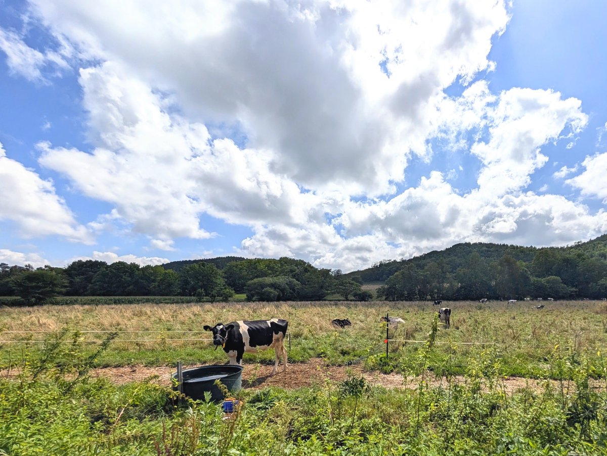 hugscando's tweet photo. 通りすがりに牛に見つめられる！北海道ならでは。
#網走 #女満別 #旅 #北海道 https://t.co/TtGsoAy2lK