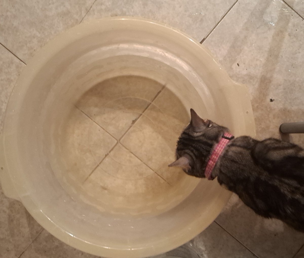 yulssdiary's tweet photo. Lola keeps drinking the water I set aside to handwash my undies I can't look away for a second i swear 😭😭😭 https://t.co/0x79ImJTCq