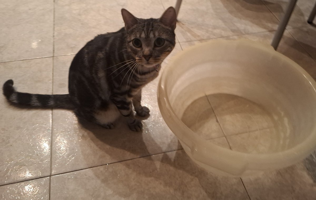 yulssdiary's tweet photo. Lola keeps drinking the water I set aside to handwash my undies I can't look away for a second i swear 😭😭😭 https://t.co/0x79ImJTCq