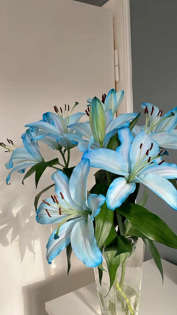 dreamyflowerrs's tweet photo. blue lily 💙 https://t.co/ZTKnYIHssX