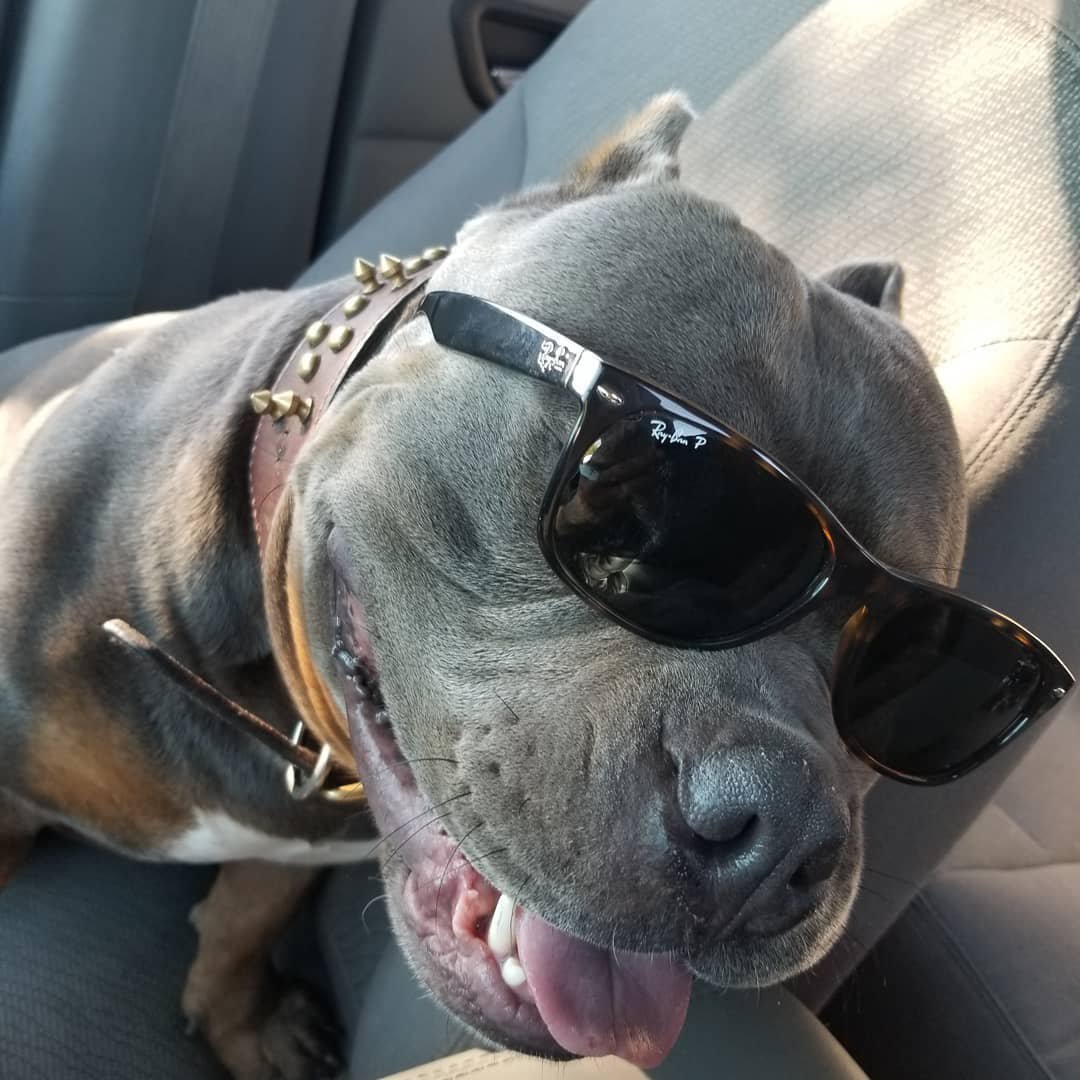 SarahAlexhv's tweet photo. When you’re this handsome, sunglasses are mandatory. 😎🐕 https://t.co/RJnUmTm1qM