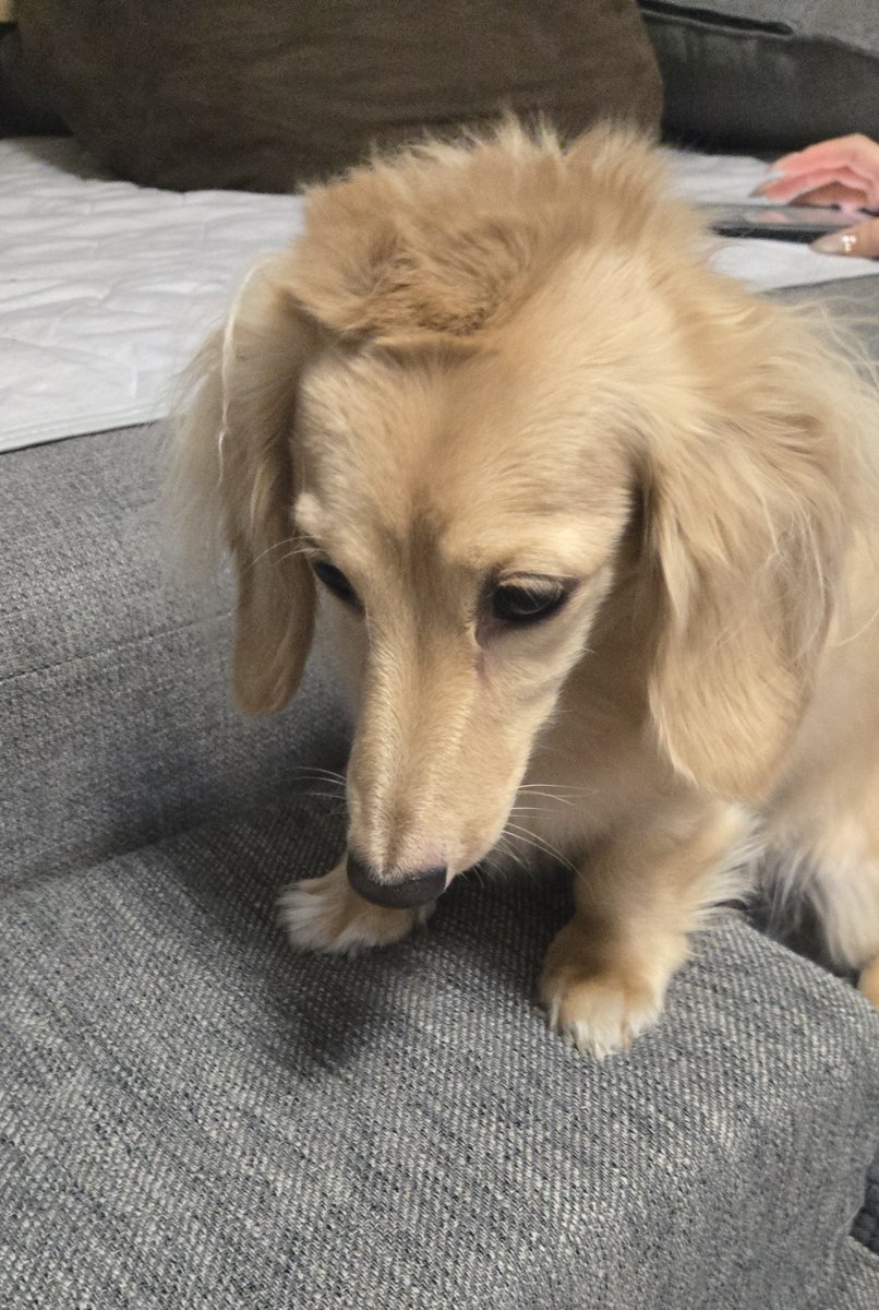 milknogirl's tweet photo. おはよう🐶
パパに頭の毛ぐちゃぐちゃに
されちゃった💦
逆方向に撫でるんだもん🐶 https://t.co/hVh2kcDkRy