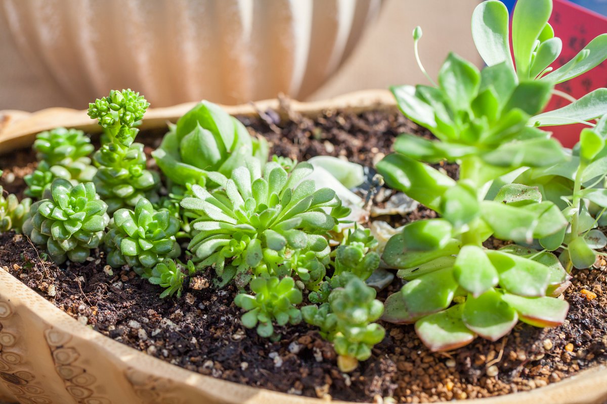 aislv074796's tweet photo. Want to pick up a new hobby this weekend Try plant propagation—snip a leaf from a succulent, put it in soil, and watch it grow. It’s low-cost, stress-free, and gives you a tiny green buddy to care for!， https://t.co/VoQl7cj43O