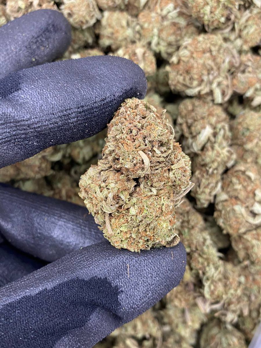 MirandaMirand12's tweet photo. MENU 🇦🇺 ➡️ https://t.co/I2eZQDbS3I

Blue Zushi 🪼

Weed in 🇦🇺 🍀
cannabis
Sydney , Melbourne , Brisbane, Toowoomba, Maitland, Canberra
Adelaide,Perth, Gold Coast, Newcastle

Aussie weed plug 🔌🥷

#drugtwt #aussie #coketwt #methtwt #kushtwt #marijuana https://t.co/8L0B936nNO