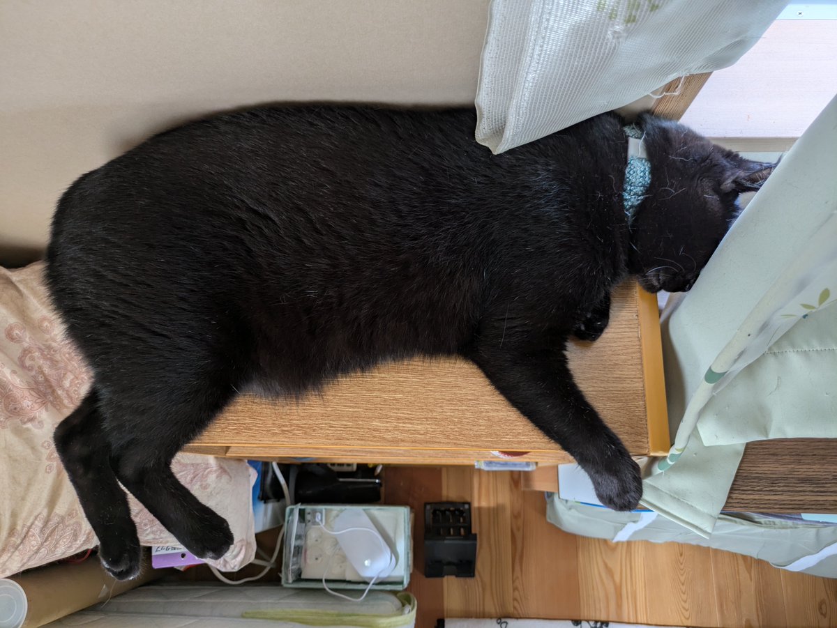 KKaharu's tweet photo. 良い天気☀️だね

#Cat #猫 #ねこ #にゃんこ #ぬこ
#くろねこ #黒猫 #黒銀(クロガネ)
#ちゃとら #茶虎 #夜橙(ヤマト)
#きじとら #雉虎 #橙青(トア) https://t.co/bdL63bll7L