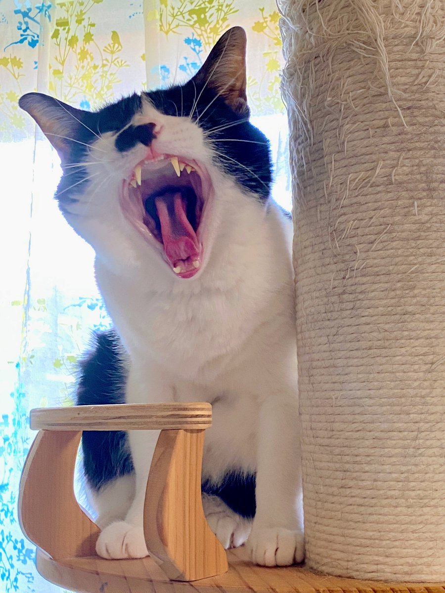 SoedaCats's tweet photo. 今日のにゅうあくび https://t.co/Wh7yHc52QO