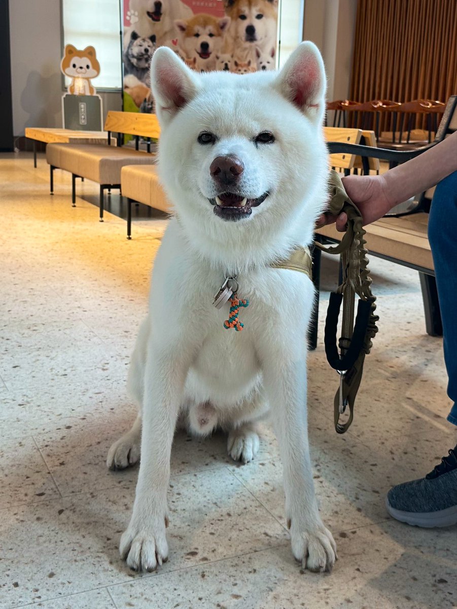 odate_akitainu's tweet photo. 【 おともだちと再会 】
武覇くん  8歳  おかえり！
まだ帰ってきてたんへ💜 

#秋田犬の里 #Akitadogvisitorcenter #Akita #akitadogs #Odate #愛犬自慢 #忠犬ハチ公 #ふるさと #大館市 #あきたいぬ #秋田犬 https://t.co/6AfB6URLnS