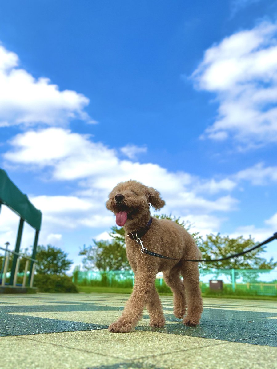 masakin_poota's tweet photo. おっはよ〜😊

ここ1週間のポスト候補だった写真4枚ですよ〜📸

みなさん、有意義なシルバーウィークをお過ごしくださいねっ！😊🐶👍
お仕事の方はファイトです！

じぶんはぷ〜太とゴロゴロ😅
それが有意義だからよし！ですよぉ〜😆

#トイプードル  #老犬
⬇️どれが好き？ https://t.co/ebypEszjcA