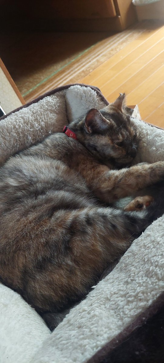 hetianlihui's tweet photo. 外猫から保護して1年9ヶ月。
保護時買った冬用ベット、ようやく日の目を見ることになりそうです。

保護当時ベットはもちろん毛布などの上も嫌がり床の上で過ごしていた、むぅ。

保護1年を過ぎ、座布団のやソファで過ごす事も増えてきたと思っていたのですが、今年はベットが気に入ったようです。 https://t.co/rk3DZ05f9A