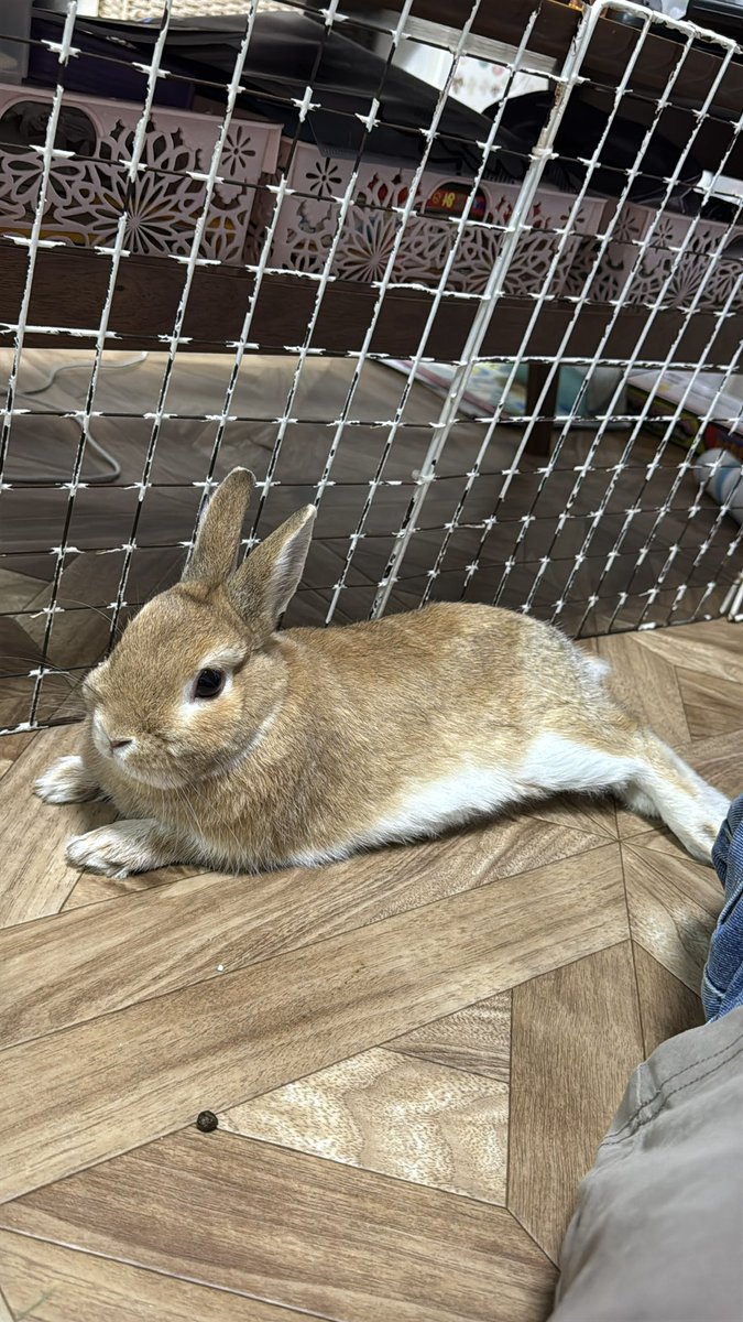 coco_usagi37's tweet photo. べったりモカ😍
#ウサギ
#うさぎ https://t.co/OTnwFz1Cjz