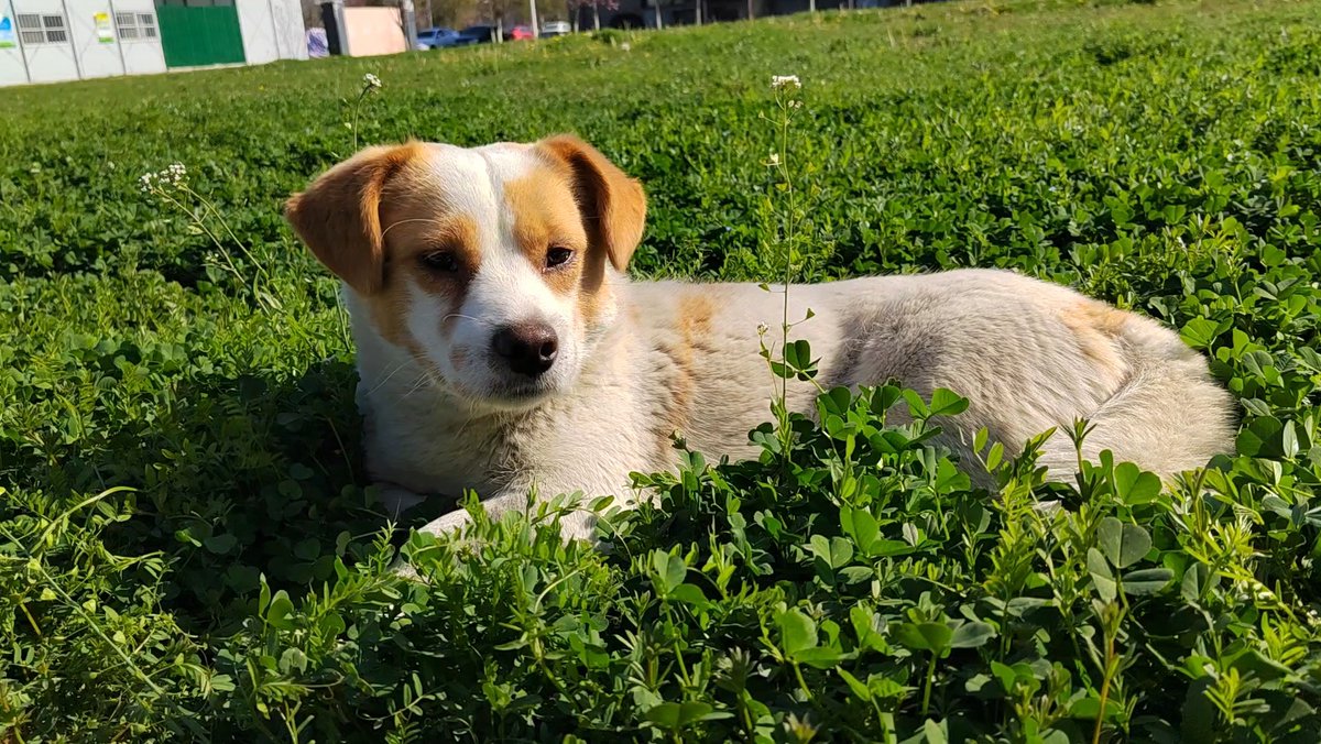 fifia773666's tweet photo. [Luna, our fluffy rescue pup, hit her 6-month growth milestone today! From a tiny wobbly pup to a zoom-crazy fluffy ball in just months—love every messy, playful second with my best friend ]， https://t.co/AMtmI1CBS7