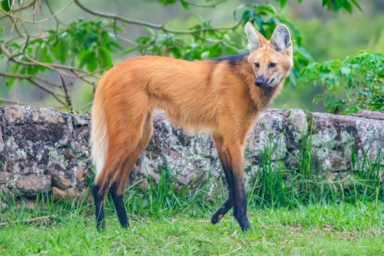 ClauStocco's tweet photo. @wolfncrisis It is not a wolf specie, but we call it 'wolf ' anyway in Brasil 😆 https://t.co/HBZpfglyIu