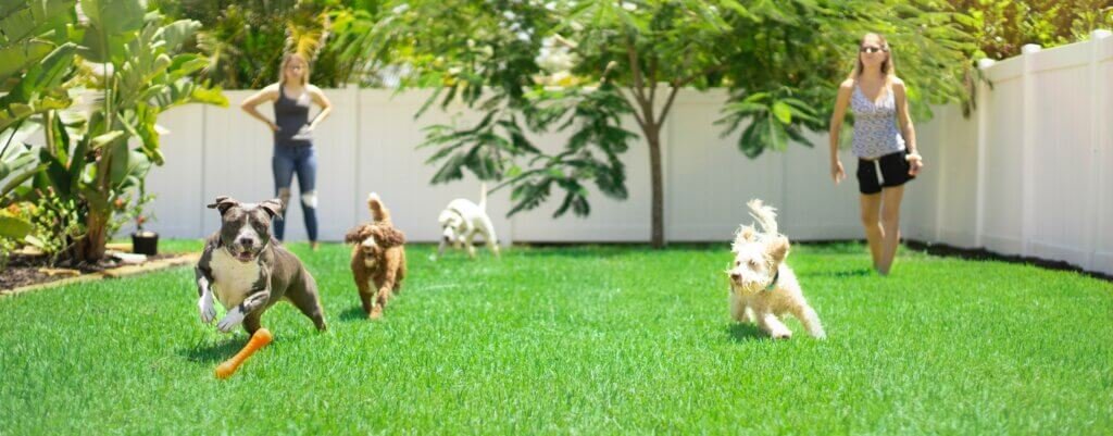 DebIsGone's tweet photo. #MyOasisWouldBe with the dogs https://t.co/NCCJ2G2v2O