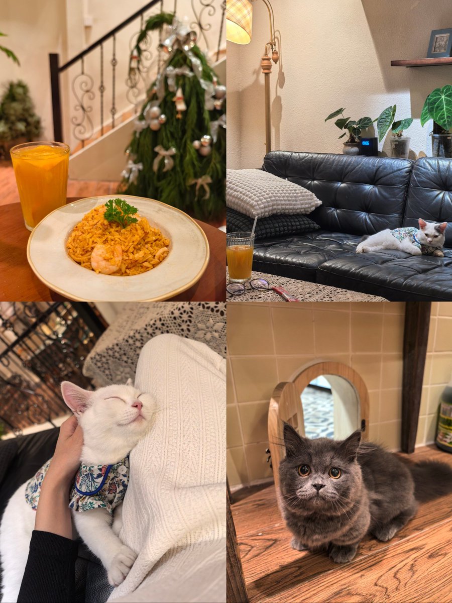 alisr962032's tweet photo. Cozy Sunday evening vibes: sipping warm tea while knitting by the lamp, with my tabby cat curled up on the couch. Nothing beats this quiet little home joy!， https://t.co/SNggoEagDB