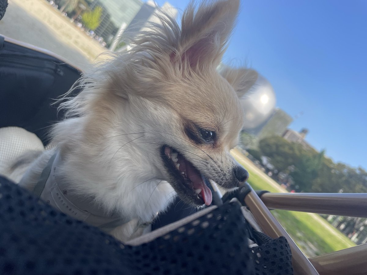 itouyukie's tweet photo. 白川公園定期中
人が続々増えてきた❣️
#ブルーインパルス
#白川公園 https://t.co/5AKr1UajZR