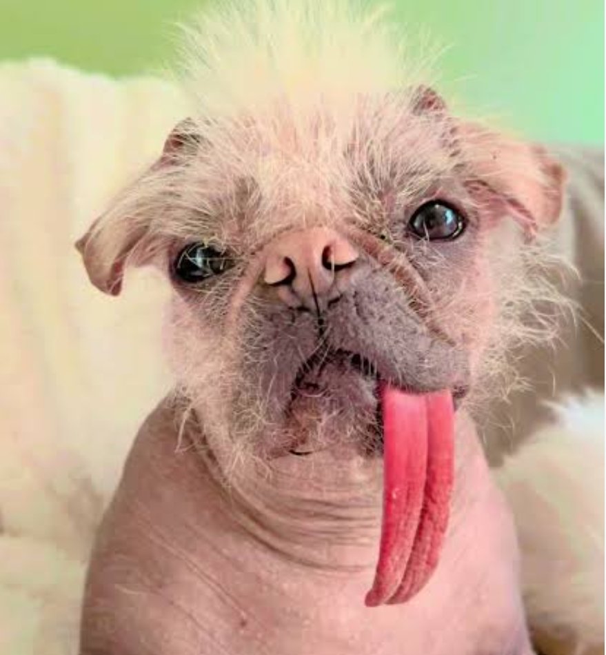 KazamaYarc's tweet photo. @0xnoina @usetagd @BrokerCat_Edel @vladtenev @usetagd create a coin called Bald Dog with ticker BALDOG paired with HOODX on solana send fees to @KazamaYarc https://t.co/0FoKmfkSEr