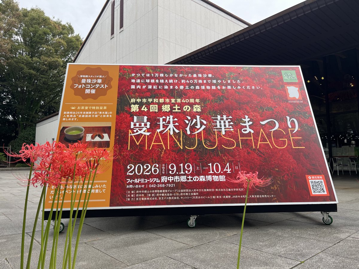 kyodo_no_mori's tweet photo. 曼珠沙華まつりがスタートしました。
今年は開花が早く、すでに見頃を迎えております。
台風が近づいておりますので、
お早めにお越しいただくのがおすすめです✨ https://t.co/zzHSytDs0O