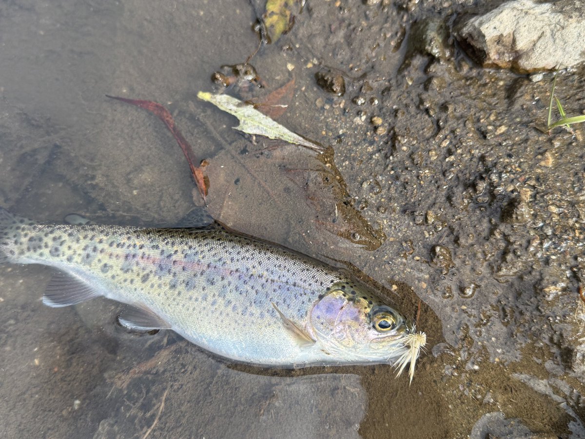 Nboogie3's tweet photo. チビニジちゃんと遊んでます🎣 https://t.co/pJMvQZ3Ozm