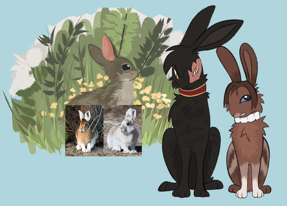 wolfedtrim's tweet photo. i like rabbits/hares #atla #zukka (probably) https://t.co/9QjBY6visy