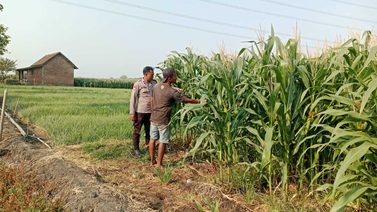 pol_wrjayeng's tweet photo. Bhabinkamtibmas Polsek Warujayeng memantau pemanfaatan lahan Pekarangan Pangan Bergizi (P2B) milik warga binaannya guna mendukung program ketahanan pangan nasional.

#ketahananpangan
#swasembadapangan
#polrikawalketahananpangan
#polrikawalswasembadapangan
#astacita https://t.co/yivsSgEa55