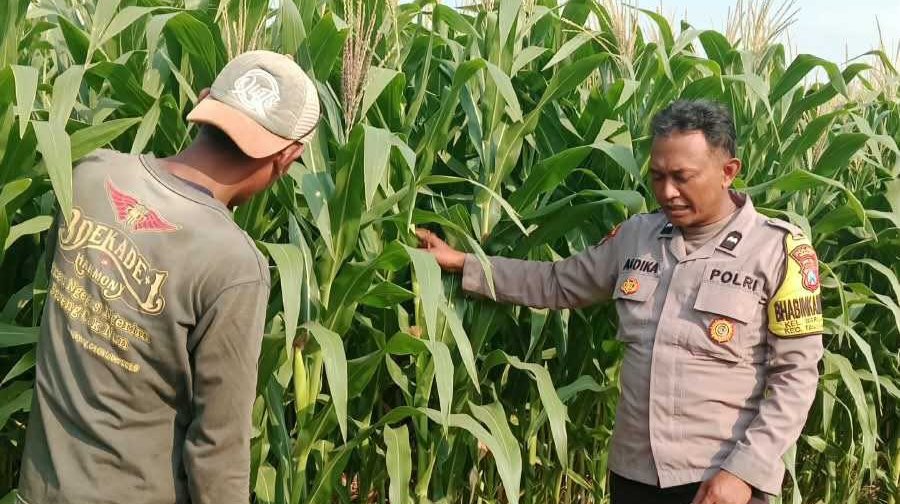 pol_wrjayeng's tweet photo. Bhabinkamtibmas Polsek Warujayeng memantau pemanfaatan lahan Pekarangan Pangan Bergizi (P2B) milik warga binaannya guna mendukung program ketahanan pangan nasional.

#ketahananpangan
#swasembadapangan
#polrikawalketahananpangan
#polrikawalswasembadapangan
#astacita https://t.co/BOibc48cAb