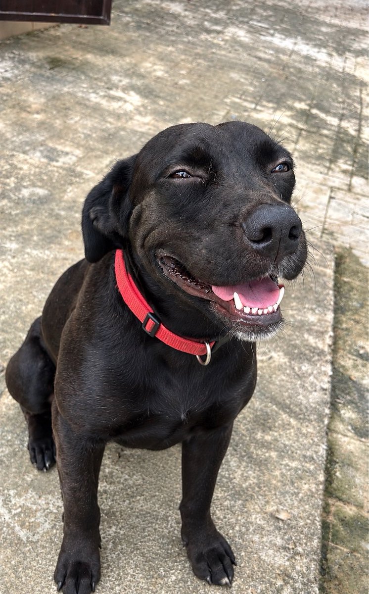 Naswrto91's tweet photo. Playtime with my dog never fails to make me smile! 🐾 From silly chases to endless energy, every moment is happiness. Who's got a pup that lights up their day like this?
#DogLover #HappyDog #DogPlaytime #PetLove #BestFriend"  My telegram channel 👉👉👉 https://t.co/UiFqwKpfIB https://t.co/3yY4R6QL6t