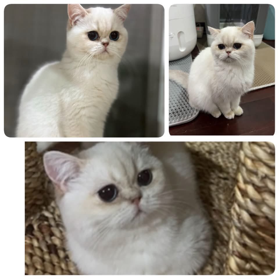 malimalineee's tweet photo. 📣ประกาศตามหาแมวหาย 2 ตัว🐱🐱
มีรางวัลสินน้ำใจให้ค่ะ

น้องแมวที่บ้านหายออกไปจากบ้าน 2 ตัว เนื่องจากแอร์ในห้องเสียและกำลังรอช่างมาซ่อม จึงเปิดหน้าต่างแต่ปิดมุ้งลวดไว้เพื่อระบายอากาศ น้องทั้งสองตัวน่าจะแหกมุ้งลวดออกไปค่ะ

ตอนนี้ครอบครัวเป็นห่วงน้องมาก ขอความช่วยเหลือจากทุกคนรบกวนช่วยแชร์ด้วยนะคะ 🙏

🐱 ตัวที่ 1 — สีขาว ชื่อ มิล่า

เพศเมีย อายุประมาณ 3 ปี
พันธุ์ British Shorthair รหัสสี AY11

* สีขาวนวล ไม่ได้ขาวจั๊วะ
* ตัวไม่ใหญ่
* ตาสีฟ้า
* นิสัยตื่นกลัวง่าย ไม่ค่อยให้จับ
* ไม่เคยกัดใคร

📍แวะมากินก๋วยเตี๋ยว เราเห็นแมวเดินใกล้รถไม่แน่ใจว่าแมวใคร แต่ดูคุ้นตา ก็รอดูท่าทีน้อง พอน้องหันมาเราคิดว่าแมวเราแน่เลย คิดว่าใช่มิล่าแน่ ก็พยายามช่วยกันกับแฟนและพี่ร้านก๋วยเตี๋ยวดัก กะว่าจะตะครุบตัว แต่ไม่ทัน น้องมุดเข้าไปใต้ตู้คอนเทนเนอร์ ซึ่งเป็นออฟฟิศของร้านแต่งรถ
บริเวณซอยสุภาพงษ์ 3 แยก 3
บริเวณ ร้านก๋วยเตี๋ยวลูกชิ้นฮ่องเต้ (เจ้าเก่ามหาสิน)
เรียกก็ไม่ยอมออกมา

❗️หากใครอยู่บริเวณนี้ รบกวนช่วยดูน้องให้หน่อยนะคะ น้องน่าตื่นกลัวอยู่ แถวนั้นมีหมา กลัวน้องจะโดนหมากัด

น้องเป็นแมวขี้กลัว หากพบเห็น อย่าวิ่งไล่หรือพยายามจับทันที เพราะน้องอาจตกใจและหนีไปไกลกว่าเดิมค่ะ
……………………………………………………………………….

🐱 ตัวที่ 2 — “แซลมอน” หรือ “ส้ม”

พันธุ์ British Shorthair

* สีส้มเข้ม
* ตัวอ้วนและค่อนข้างใหญ่
* มีสีขาวบริเวณ ท้องและหน้า
* ชื่อ แซลมอน หรือเรียก ส้ม ก็ได้
* นิสัยเชื่อง ไม่ดุ ขี้อ้อน
* จับได้ง่าย

ตัวนี้ยังไม่ทราบแน่ชัดว่าออกไปทางไหน จึงขอให้ช่วยกันสังเกตบริเวณใกล้บ้านและพื้นที่โดยรอบด้วยค่ะ

📍 พิกัดบ้าน:
ซอยวชิรธรรมสาธิต 43
หมู่บ้านทิพย์มงคล
ถนน 101/1 บางจาก พระโขนง กรุงเทพฯ

🙏 หากใครพบเห็นน้องแมวทั้ง 2 ตัว หรือจับน้องได้ รบกวนติดต่อกลับทันทีนะคะ

💰 มีรางวัลให้สำหรับผู้ที่ช่วยตามหาน้องจนพบและได้กลับบ้านอย่างปลอดภัยค่ะ

ขอความเมตตาช่วย แชร์ต่อ ให้ด้วยนะคะ
โดยเฉพาะคนที่อยู่แถว วชิรธรรมสาธิต 43 กับ สุภาพงษ์ 3 แยก 3

ขอรบกวนพี่ๆช่วยแชร์โพสต์นี้ให้แคทหน่อยนะคะ
ปกติเลี้ยงระบบปิดตลอด ไม่คิดว่าจะหลุดออกไปได้ค่ะ
ขอความกรุณาด้วยนะคะ🙏🏻🙏🏻🙏🏻😭

📞 ติดต่อ: แคท 0984945946 / เอก 0830762968

มีสินน้ำใจให้นะคะ เป็นการตอบแทนที่พาน้องกลับบ้านค่ะ🙏🏻🙏🏻🙏🏻