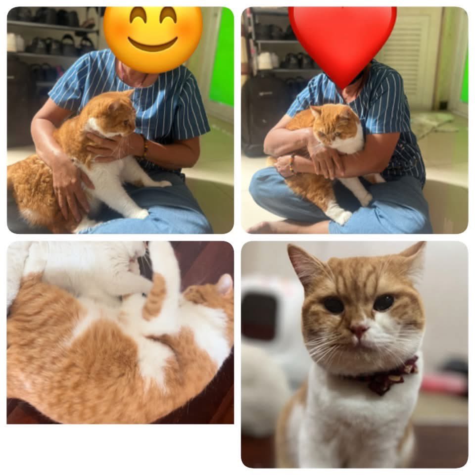 malimalineee's tweet photo. 📣ประกาศตามหาแมวหาย 2 ตัว🐱🐱
มีรางวัลสินน้ำใจให้ค่ะ

น้องแมวที่บ้านหายออกไปจากบ้าน 2 ตัว เนื่องจากแอร์ในห้องเสียและกำลังรอช่างมาซ่อม จึงเปิดหน้าต่างแต่ปิดมุ้งลวดไว้เพื่อระบายอากาศ น้องทั้งสองตัวน่าจะแหกมุ้งลวดออกไปค่ะ

ตอนนี้ครอบครัวเป็นห่วงน้องมาก ขอความช่วยเหลือจากทุกคนรบกวนช่วยแชร์ด้วยนะคะ 🙏

🐱 ตัวที่ 1 — สีขาว ชื่อ มิล่า

เพศเมีย อายุประมาณ 3 ปี
พันธุ์ British Shorthair รหัสสี AY11

* สีขาวนวล ไม่ได้ขาวจั๊วะ
* ตัวไม่ใหญ่
* ตาสีฟ้า
* นิสัยตื่นกลัวง่าย ไม่ค่อยให้จับ
* ไม่เคยกัดใคร

📍แวะมากินก๋วยเตี๋ยว เราเห็นแมวเดินใกล้รถไม่แน่ใจว่าแมวใคร แต่ดูคุ้นตา ก็รอดูท่าทีน้อง พอน้องหันมาเราคิดว่าแมวเราแน่เลย คิดว่าใช่มิล่าแน่ ก็พยายามช่วยกันกับแฟนและพี่ร้านก๋วยเตี๋ยวดัก กะว่าจะตะครุบตัว แต่ไม่ทัน น้องมุดเข้าไปใต้ตู้คอนเทนเนอร์ ซึ่งเป็นออฟฟิศของร้านแต่งรถ
บริเวณซอยสุภาพงษ์ 3 แยก 3
บริเวณ ร้านก๋วยเตี๋ยวลูกชิ้นฮ่องเต้ (เจ้าเก่ามหาสิน)
เรียกก็ไม่ยอมออกมา

❗️หากใครอยู่บริเวณนี้ รบกวนช่วยดูน้องให้หน่อยนะคะ น้องน่าตื่นกลัวอยู่ แถวนั้นมีหมา กลัวน้องจะโดนหมากัด

น้องเป็นแมวขี้กลัว หากพบเห็น อย่าวิ่งไล่หรือพยายามจับทันที เพราะน้องอาจตกใจและหนีไปไกลกว่าเดิมค่ะ
……………………………………………………………………….

🐱 ตัวที่ 2 — “แซลมอน” หรือ “ส้ม”

พันธุ์ British Shorthair

* สีส้มเข้ม
* ตัวอ้วนและค่อนข้างใหญ่
* มีสีขาวบริเวณ ท้องและหน้า
* ชื่อ แซลมอน หรือเรียก ส้ม ก็ได้
* นิสัยเชื่อง ไม่ดุ ขี้อ้อน
* จับได้ง่าย

ตัวนี้ยังไม่ทราบแน่ชัดว่าออกไปทางไหน จึงขอให้ช่วยกันสังเกตบริเวณใกล้บ้านและพื้นที่โดยรอบด้วยค่ะ

📍 พิกัดบ้าน:
ซอยวชิรธรรมสาธิต 43
หมู่บ้านทิพย์มงคล
ถนน 101/1 บางจาก พระโขนง กรุงเทพฯ

🙏 หากใครพบเห็นน้องแมวทั้ง 2 ตัว หรือจับน้องได้ รบกวนติดต่อกลับทันทีนะคะ

💰 มีรางวัลให้สำหรับผู้ที่ช่วยตามหาน้องจนพบและได้กลับบ้านอย่างปลอดภัยค่ะ

ขอความเมตตาช่วย แชร์ต่อ ให้ด้วยนะคะ
โดยเฉพาะคนที่อยู่แถว วชิรธรรมสาธิต 43 กับ สุภาพงษ์ 3 แยก 3

ขอรบกวนพี่ๆช่วยแชร์โพสต์นี้ให้แคทหน่อยนะคะ
ปกติเลี้ยงระบบปิดตลอด ไม่คิดว่าจะหลุดออกไปได้ค่ะ
ขอความกรุณาด้วยนะคะ🙏🏻🙏🏻🙏🏻😭

📞 ติดต่อ: แคท 0984945946 / เอก 0830762968

มีสินน้ำใจให้นะคะ เป็นการตอบแทนที่พาน้องกลับบ้านค่ะ🙏🏻🙏🏻🙏🏻