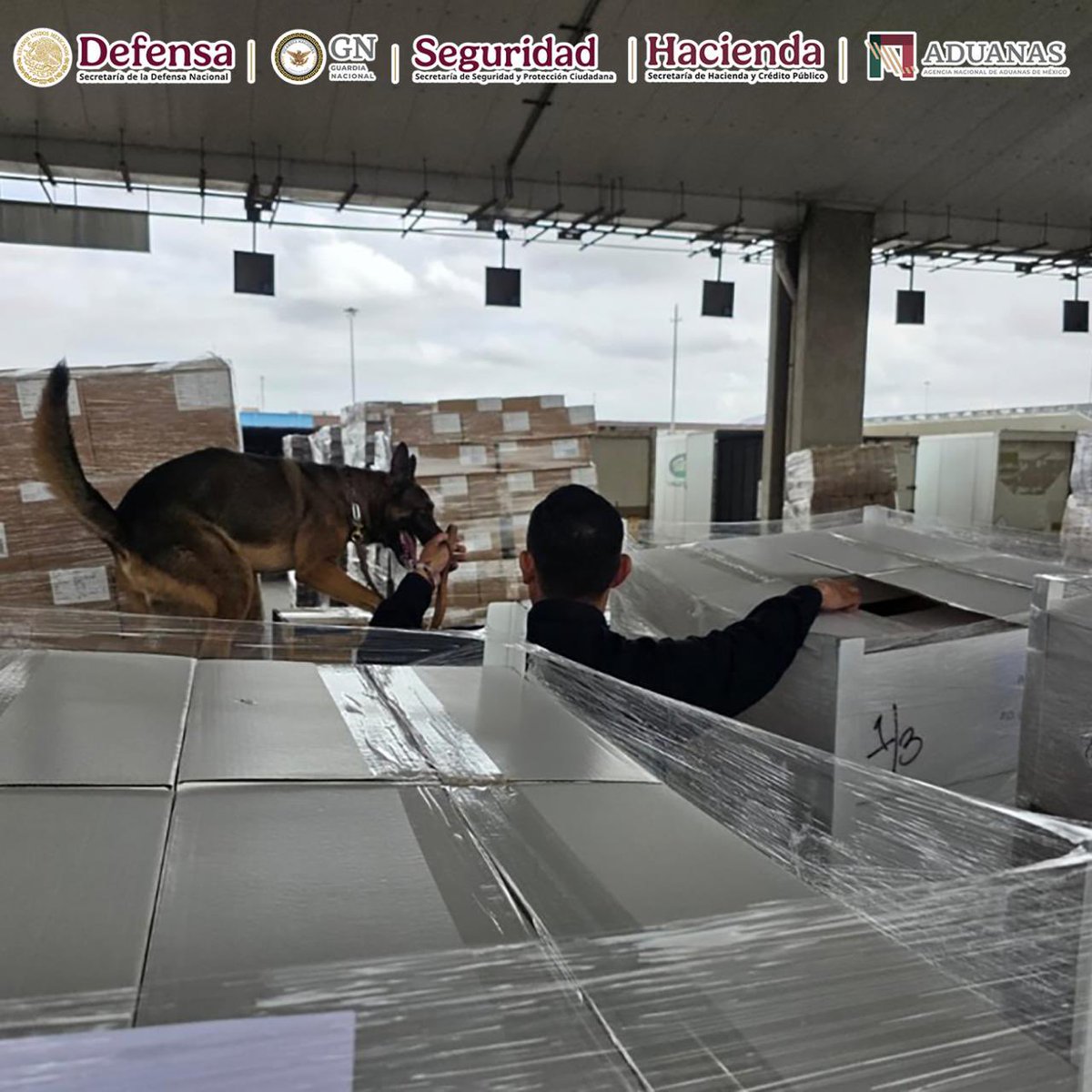 GabSeguridadMX's tweet photo. En la Aduana de Tijuana, Baja California, personal de @AduanasMx y @GN_MEXICO_ aseguró 1,357 kilos de metanfetamina y 10 kilos de fentanilo, durante una revisión de mercancía en el área de exportación.
Con apoyo del ejemplar canino RINI, especializado en la detección de sustancias ilícitas, se identificó el cargamento oculto al interior de diversas cajas.
Estas acciones fortalecen el control y la vigilancia en las aduanas del país para prevenir el tráfico de drogas y proteger la seguridad nacional.