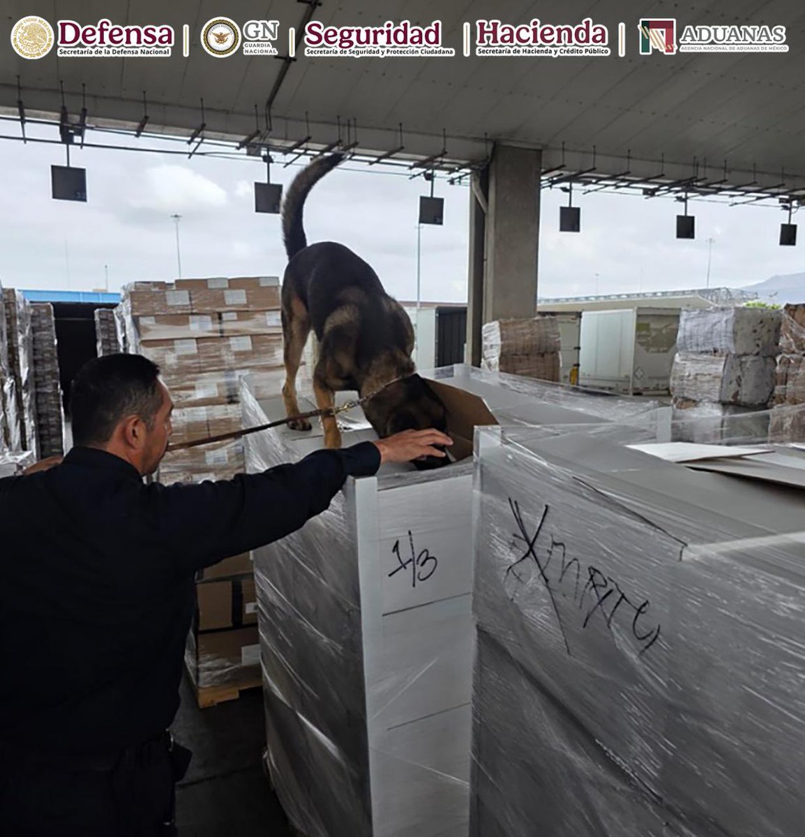 GabSeguridadMX's tweet photo. En la Aduana de Tijuana, Baja California, personal de @AduanasMx y @GN_MEXICO_ aseguró 1,357 kilos de metanfetamina y 10 kilos de fentanilo, durante una revisión de mercancía en el área de exportación.
Con apoyo del ejemplar canino RINI, especializado en la detección de sustancias ilícitas, se identificó el cargamento oculto al interior de diversas cajas.
Estas acciones fortalecen el control y la vigilancia en las aduanas del país para prevenir el tráfico de drogas y proteger la seguridad nacional.