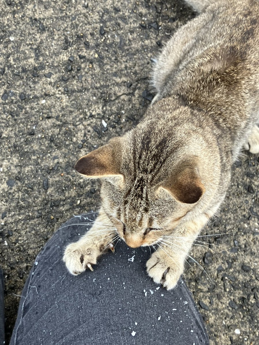 ZGo3uepiajco64b's tweet photo. おはようございます！天気曇り。さっきまでちょっと降ってました。お姉ちゃんおはよー！バリ君もおはよー！子猫ちゃんもおはよー！うん…。
いや。渡しませんけど？
うん。あげたいけどね。落ちてたよー。って。家届くから…。
今日の散歩。 https://t.co/qvDg1V9YZV