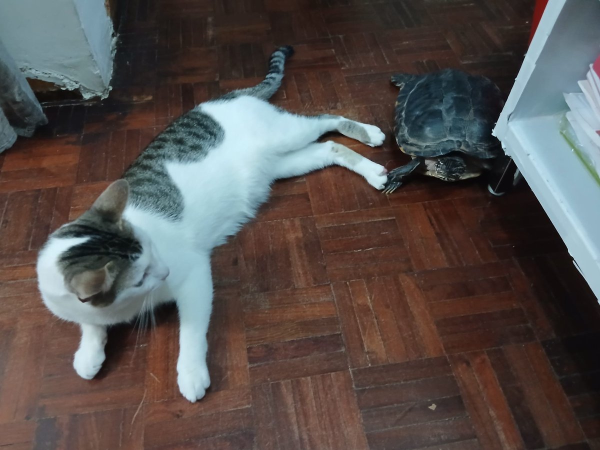 syvkie's tweet photo. they're holding paws tf https://t.co/g1WDeTUjWU