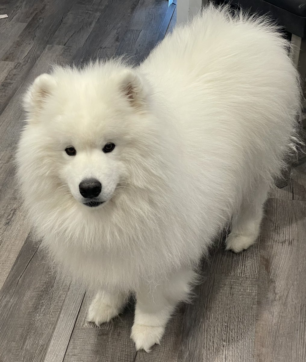 flaggotry's tweet photo. @GMDSepiuhh @wayneradiotv @qwaibm7 do you feel bad for my dog https://t.co/KaDSYVtAAx