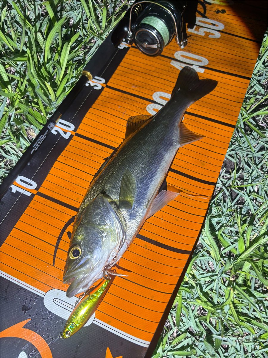 daiP_A_LUNKER's tweet photo. ALTERシーバス🔥‼️

#SEABASS
#シーバス
#Pickup
#Underup
#ALTER73S
#ユトマン
#DAIWA
#LATEO96M
#PURSUINGALUNKER. https://t.co/cirzQq4eJT