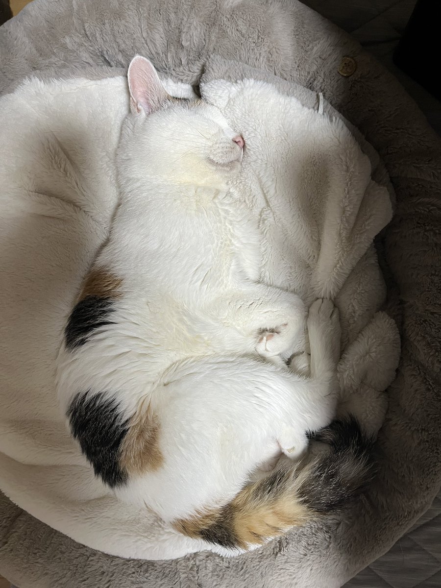 achin116's tweet photo. 可愛すぎるって
18歳6ヶ月

#猫のいる暮らし https://t.co/iJNKxCQ1N0