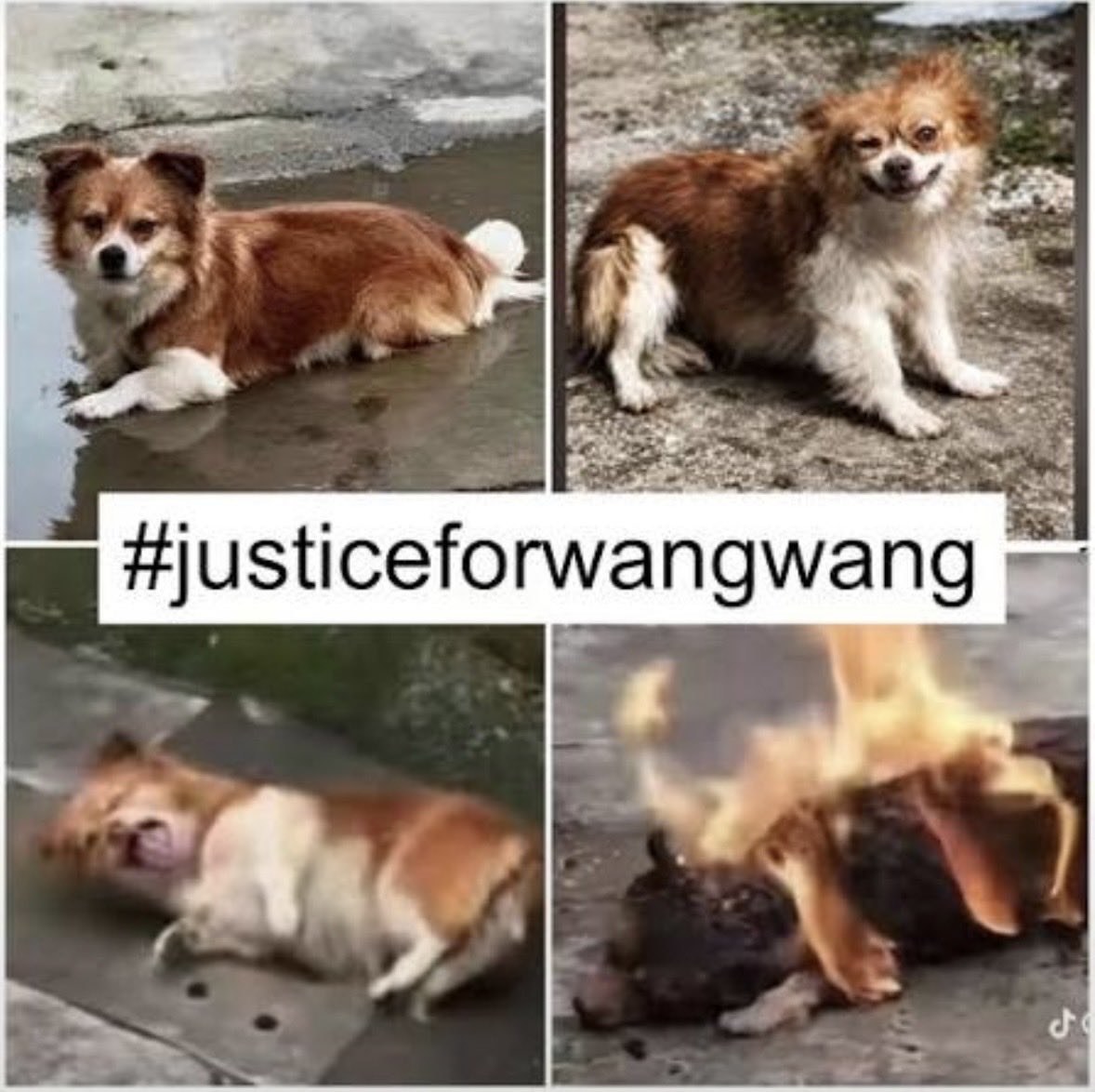 slainslainslain's tweet photo. お前達のせいでPTSDになった！精神疾患を被った！旺旺ちゃん家族にだけでなく、
世界中の心の優しい人々に命を持って謝罪しろ！！死亡して償えよ！！
これだけ多くの人が旺旺ちゃんの映像や写真を見てPTSDになったんだ！💢💢💢💢💢💢💢💢💢💢💢💢💢
#旺旺事件
#旺旺の受けた地獄の苦しみを彼らに https://t.co/kWcLHKTzAj