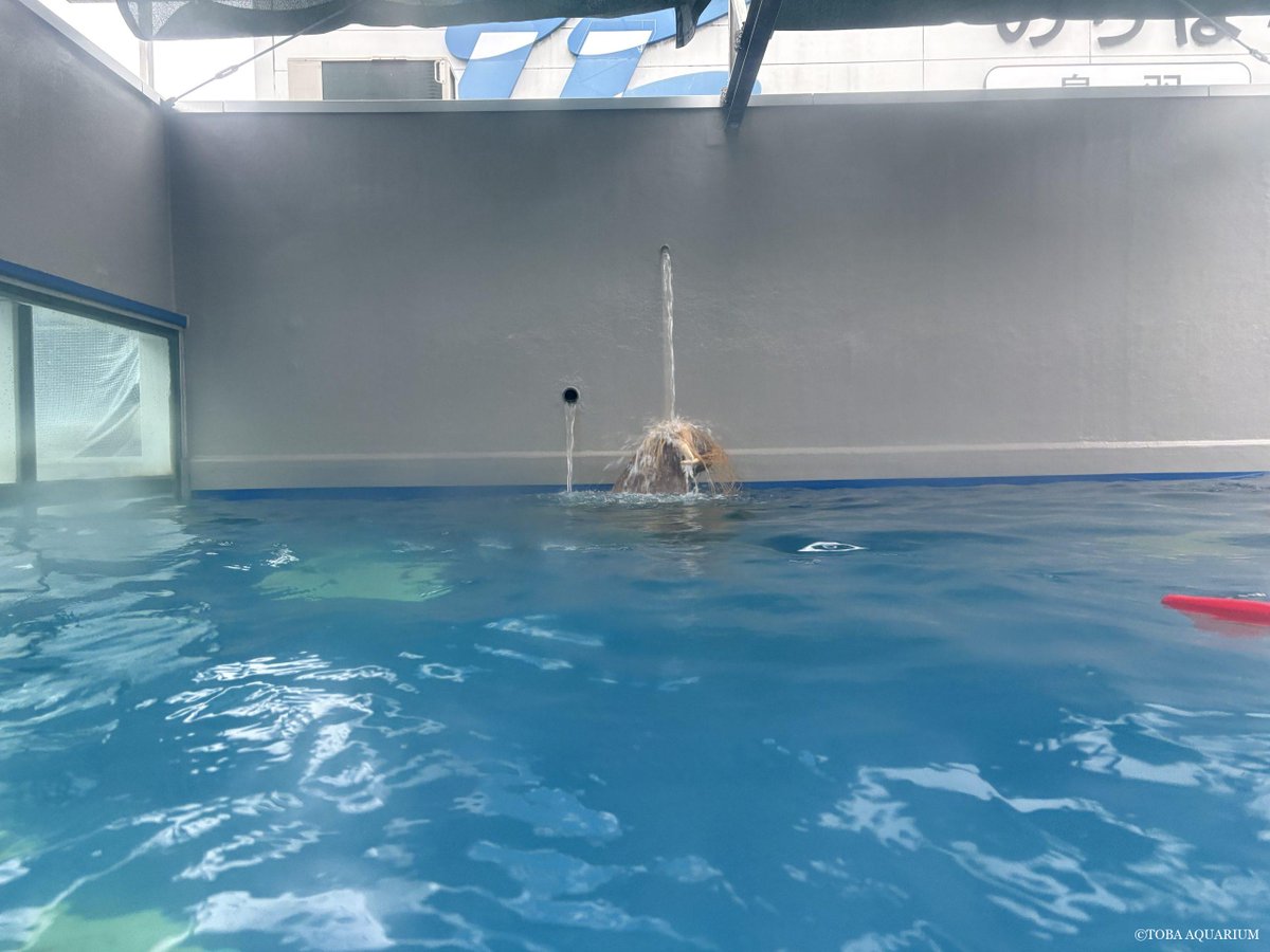 TOBA_AQUARIUM's tweet photo. セイウチたちの滝行？: 先日行ったYouTube Liveでは配信中におもちゃを作成し、そのおもちゃの名前をいただいたコメントから名付けました。（配信のアーカイブはコチラから！） その名も「人工衛星」。この「人工衛星」ツララといちこにあまりヒッ https://t.co/NdW0419mBJ https://t.co/iSlqIYx8T3
