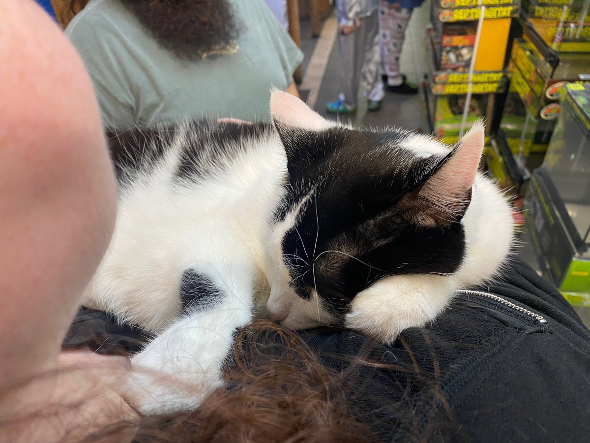 diseasevinyl's tweet photo. when you find the pet stores shop cat and he climbs onto you and lays in your arms 😭 https://t.co/dpY79yu1oU