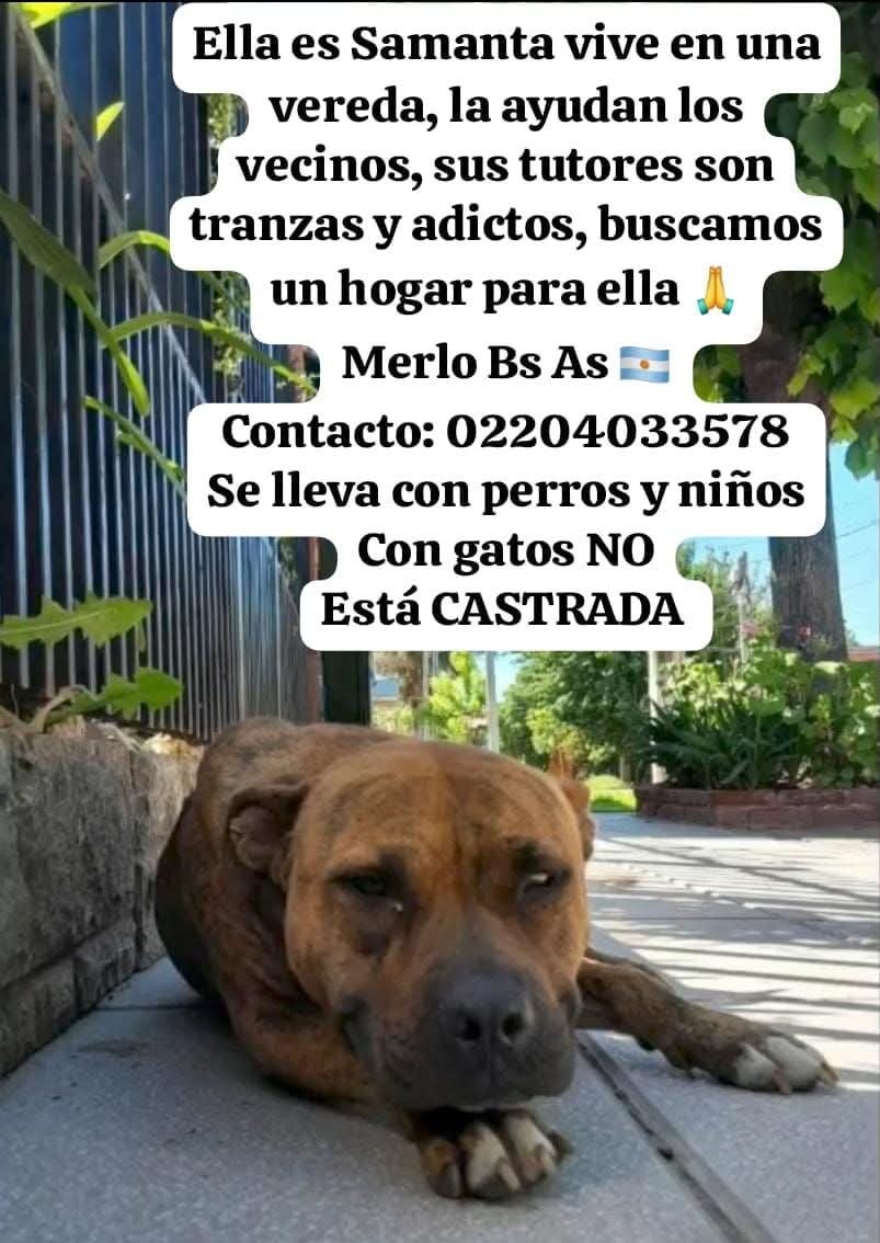 PerrosdeMerlo's tweet photo. https://t.co/wJT9PqiT3Q