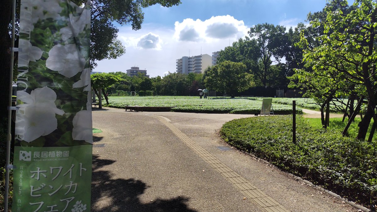 Kegani1701's tweet photo. 【長居植物園2026/09/19(土)】
初秋の花見
これを見に来ています
(違う物が混じるw)

ボヤッとしてると銀杏を踏んじゃいますよ!! https://t.co/l45GswBgEa